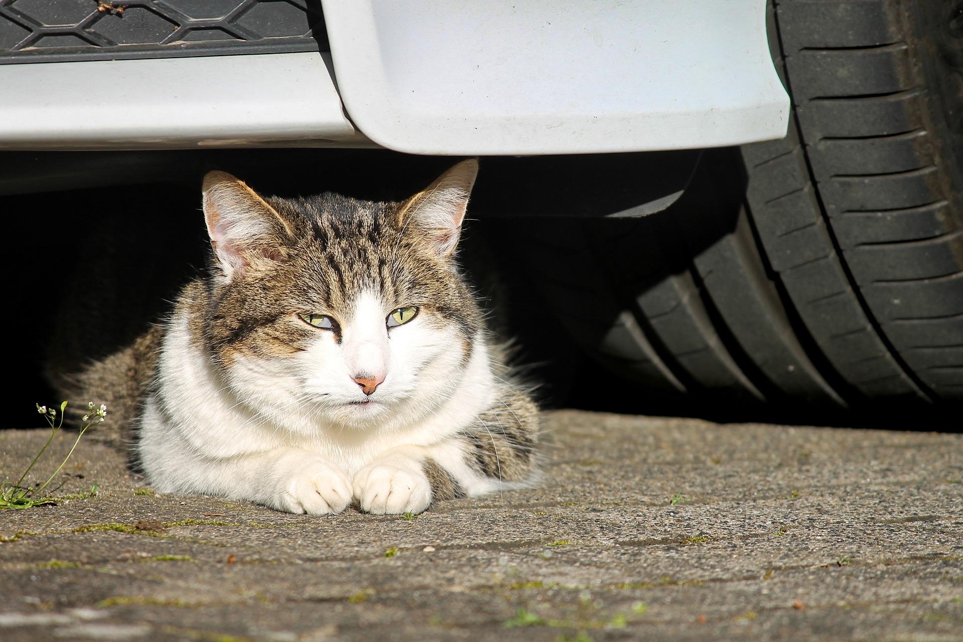 Cats bmw. Кошка в машине. Кот из-под машины. Кошка под машиной.