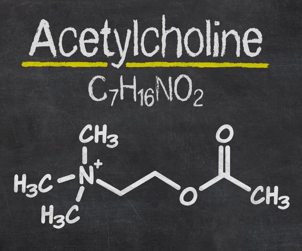Acetylocholina wpływa m. in. na naszą zdolność koncentracji i odpowiada za procesy pamięciowe.