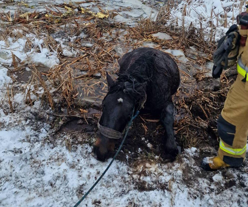 Strażacy uratowali klacz. Zwierzę utknęło po grzbiet w przeręblu
