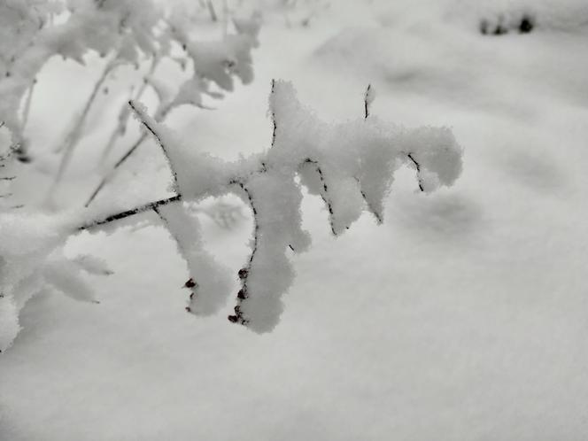 Pierwszy śnieg w regionie tarnowskim