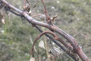 Ogromne straty rolników i sadowników. Kwietniowe mrozy zniszczyły całe plantacje. „To był kataklizm”