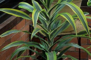 Dracena