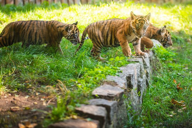 Niesamowite narodziny we wrocławskim zoo. Na świat przyszły cztery tygrysy sumatrzańskie 