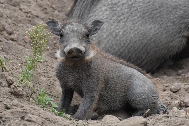 Nowe zwierzęta w zamojskim zoo: mały guziec