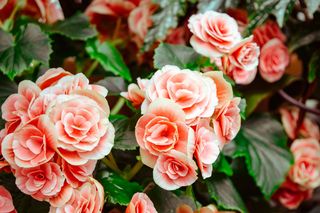 Życzenia imieninowe dla Antoniny. Uczyń imieniny Tosi naprawdę szczególnym świętem