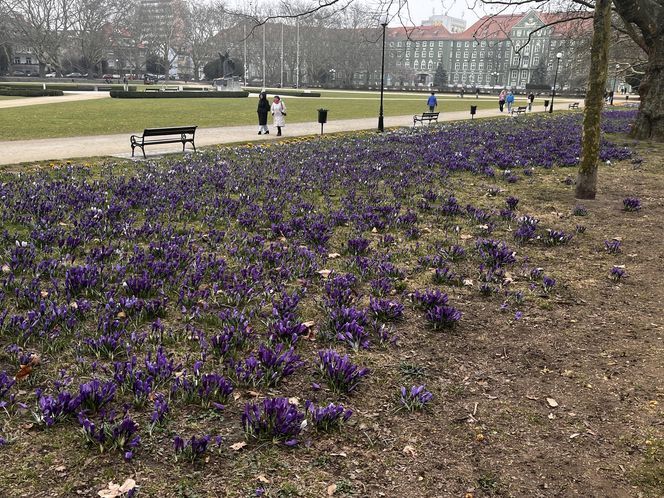 Krokusy w Szczecinie 