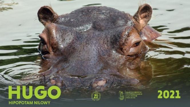 Warszawskie zoo oferuje wyjątkowy kalendarz! Możecie go pobrać samodzielnie