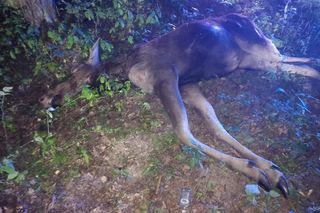 Wypadek w gminie Wojcieszków