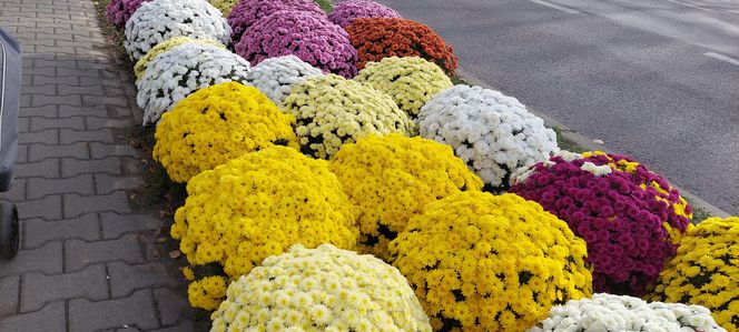 Przygotowania do Wszystkich Świętych Zamość