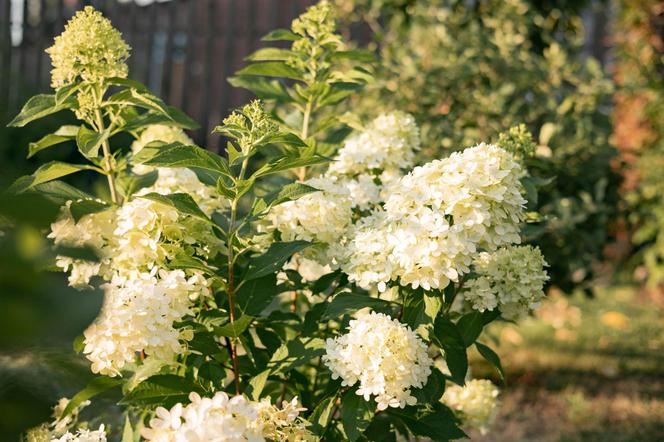 Hortensja bukietowa 'Limelight'