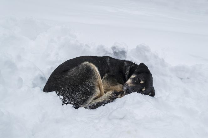 Bezpański pies ogrzał ciałem dziewczynkę zagubioną podczas śnieżycy