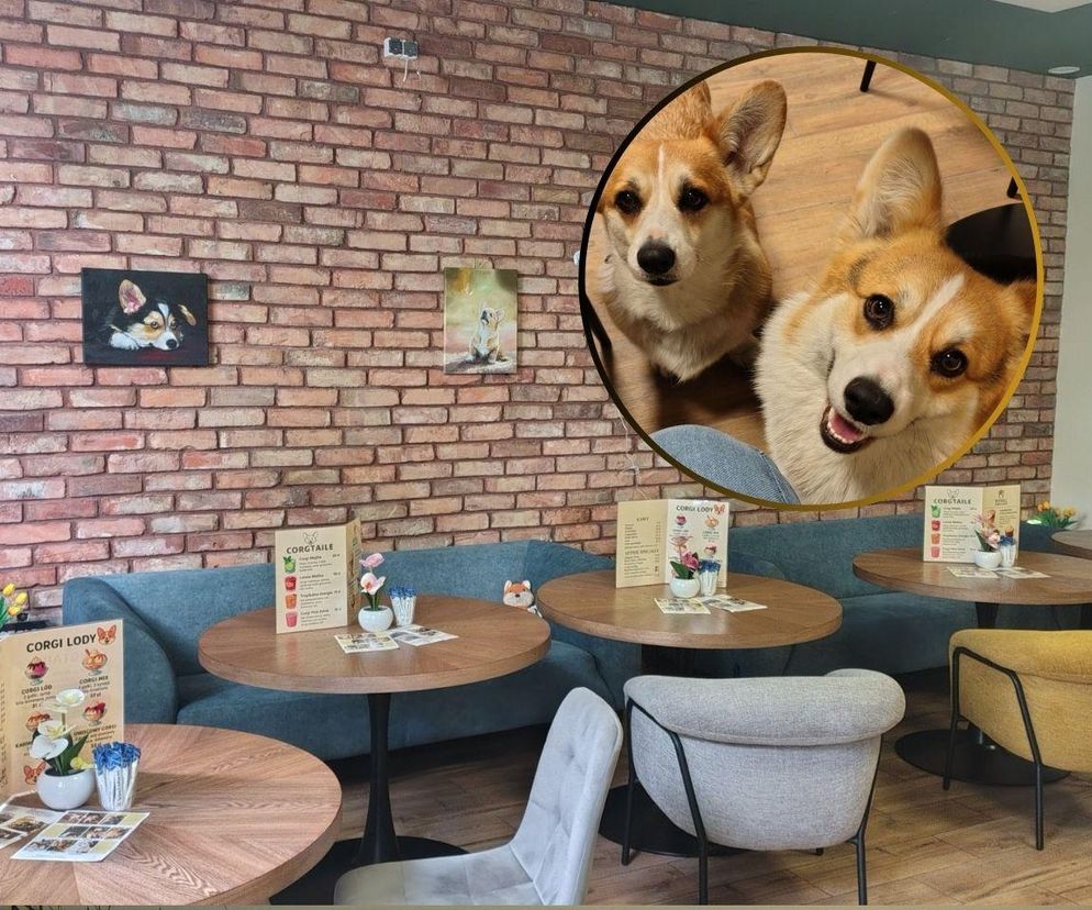 Pierwsza w Polsce kawiarnia z psami Corgi