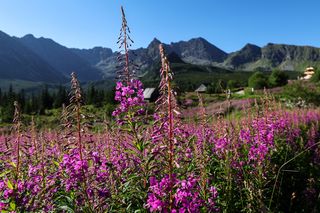 Wierzbówka na Hali Gąsienicowej w Tatrach