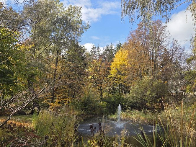 Jesień w Ogrodzie Botanicznym UKW. To ostatnia szansa na spacer wśród złotych liści!