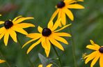 Rudbekia błyskotliwa