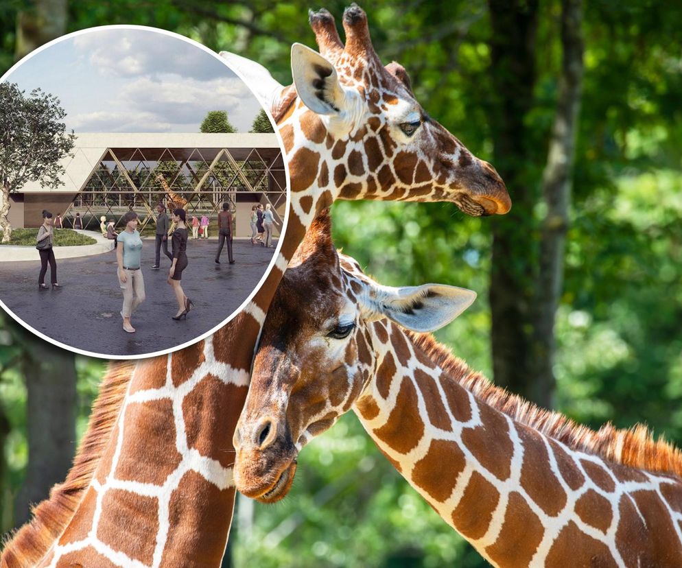 Wielkie plany warszawskiego zoo. Zbudują nowy dom dla afrykańskich zwierząt