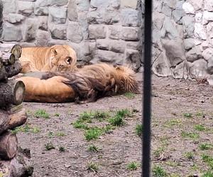 Chorzowskie zoo budzi się do życia ZDJĘCIA