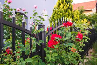 Płoty kute – eleganckie ogrodzenie ogrodu
