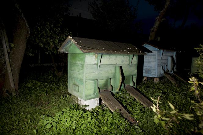 Sąd eksmituje moje pszczoły