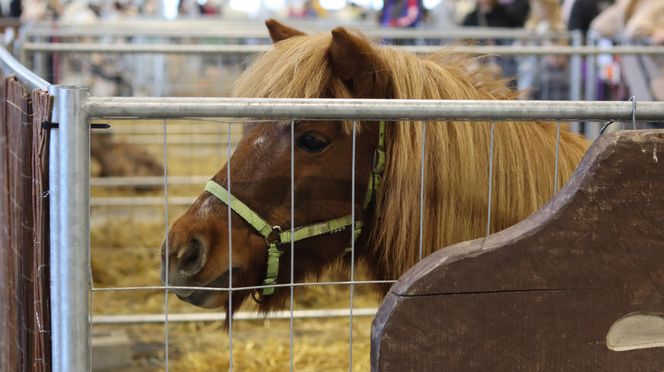 Tak wyglądał Zoopark 2024 w Lublinie! Zobacz zdjęcia