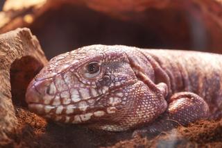 Exotic Fest Poznań. Targi terrarystyczno - akwarystyczne już w niedzielę 25 września!