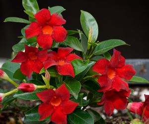 Dipladenia, mandevilla