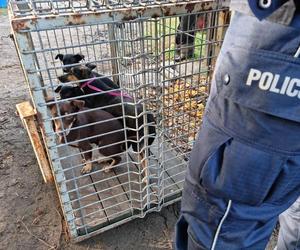 ​Policjanci przerwali dramat zwierząt w gminie Lipno. Były niedożywione, zapchlone, chore... 