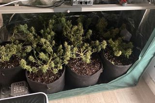 19-latek zatrzymany z narkotykami. W domu miał plantację konopi