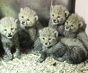 Narodziny w gdańskim zoo. Na świat przyszła gromadka gepardów