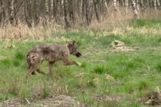 Sensacja na Mazowszu! Dzielnicowy uratował wilka z opresji. Był wycieńczony