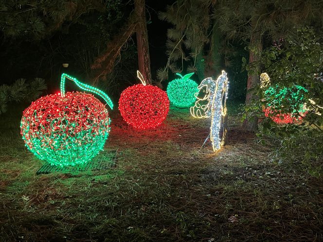 Lumina Park w Poznaniu. Multimedialny spacer w milionie świateł powraca w nowej odsłonie