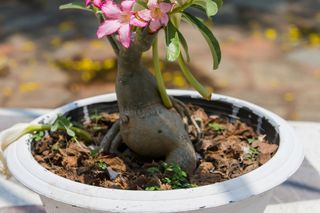 Róża pustyni = adenium - Adenium