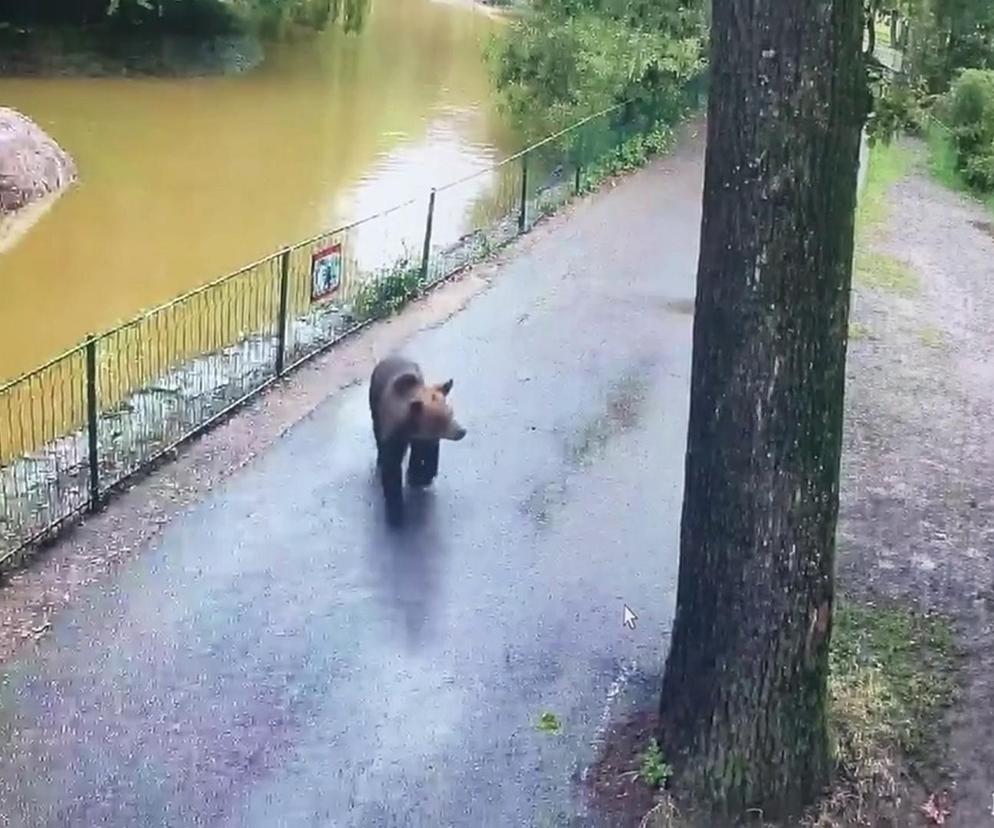 Szok! Niedźwiedź wdarł się do zoo i atakował zwierzęta. Wideo w sieci