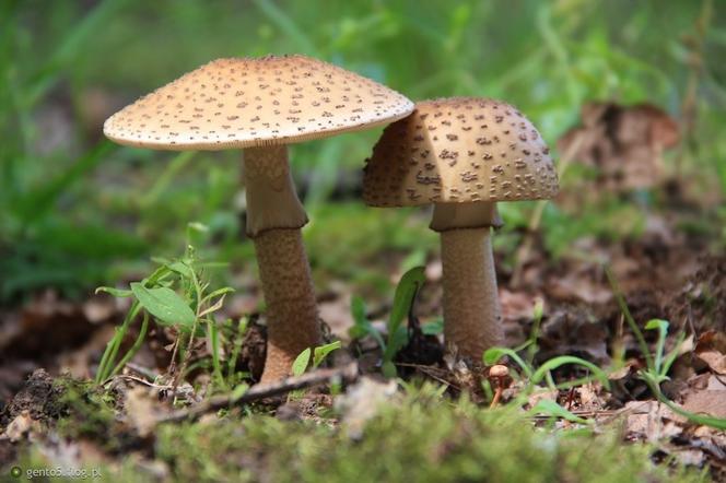 Sezon na grzyby 2021:Które grzyby trujące są podobne do jadalnych?
