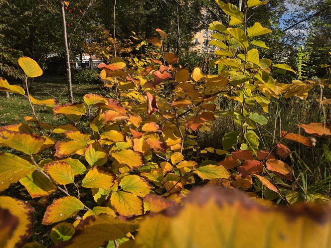 Jesień w Ogrodzie Botanicznym UKW. To ostatnia szansa na spacer wśród złotych liści!