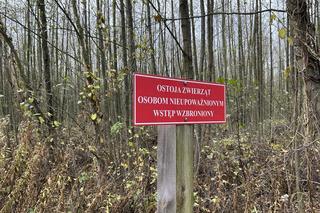 Mokradła niedaleko Grąblina
