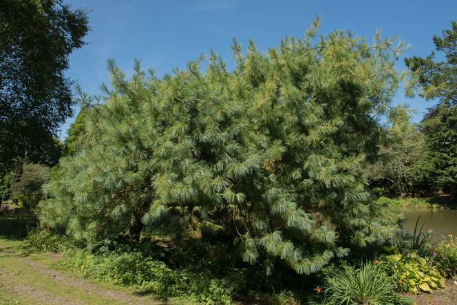 Sosna himalajska 'Laxa'