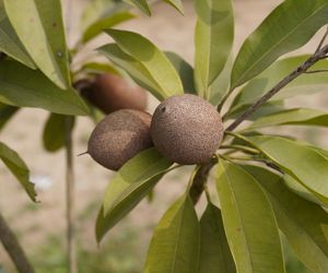 Ten egzotyczny owoc smakuje jak toffi. Wspiera trawienie i łagodzi stany zapalne