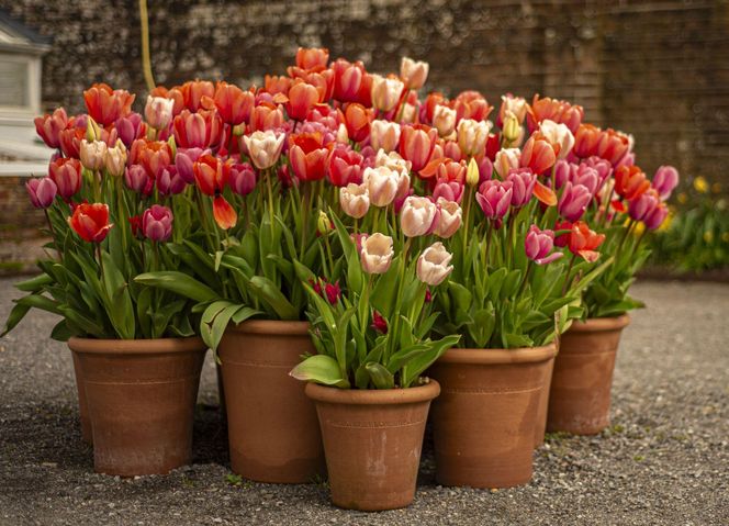Tulipany w donicach