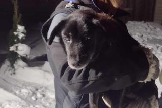 Bity pies porzucony przez właściciela. „Leżał zwinięty w kulkę w śniegu”