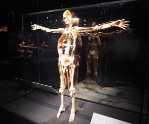 Wystawa z ludzkiego ciała. Body Worlds powróciła do Gdańska po 5 latach 