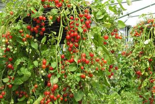 Jak uprawiać pomidory w tunelu? Ekologiczna uprawa pomidorów w szklarni lub pod folią