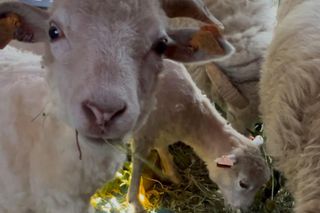 Owce zajadają się słonecznikami