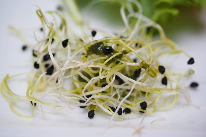 alfalfa-sprouts-1522076_1920.jpg