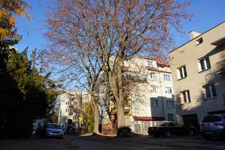 „W lecie nie mamy światła”. Problem z drzewem przy ul. Siewnej w Lublinie