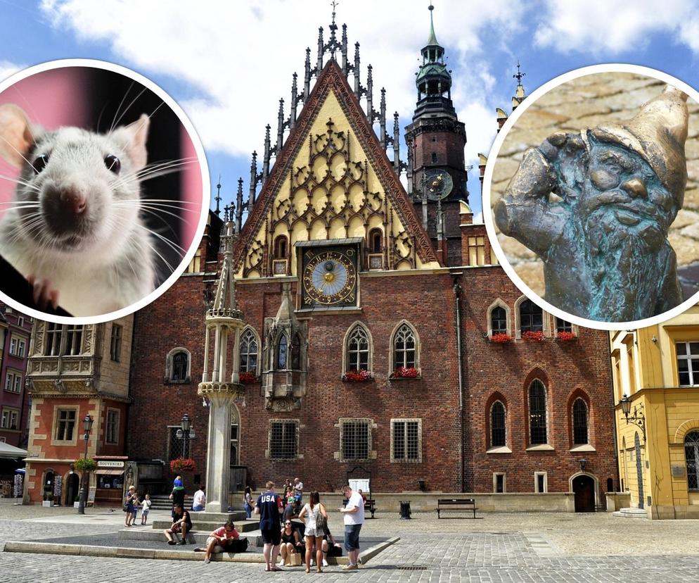 Krasnale, mosty i… szczury. Tak internauci postrzegają Wrocław