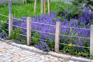 Fioletowe kwiaty przy ścieżce