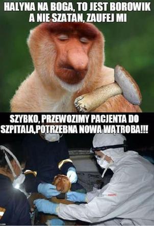 Nóż się w kieszeni otwiera i Janusz i szykuje się na grzyby! MEMY o grzybobraniu [GALERIA]