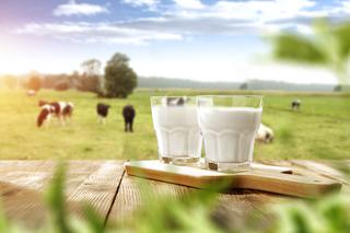 Czym różni się mleko świeże od UHT?