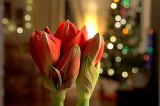 Posadź teraz, a zakwitnie na Boże Narodzenie. Piękny kwiat będzie dobrze wyglądał na tle choinki